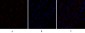 Caspase-9 Polyclonal Antibody